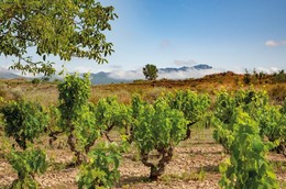 穆丽尔葡萄酒（Muriel Wines）：西班牙的万般风情