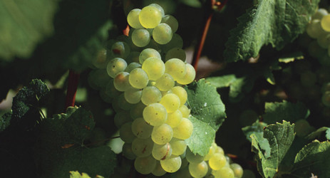 Sauvignon Blanc, white grape, wine grape, Bordeaux