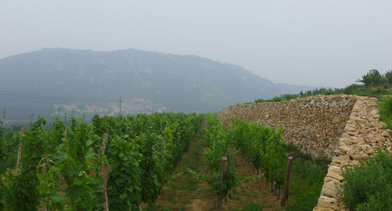 Image: Vineyards in Shandong. Credit: Li Demei