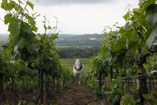 Louis Roederer vineyards and horses, Champagne © Decanter