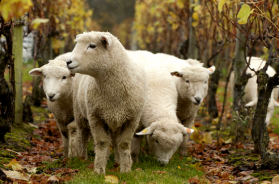 Nyetimber sheep