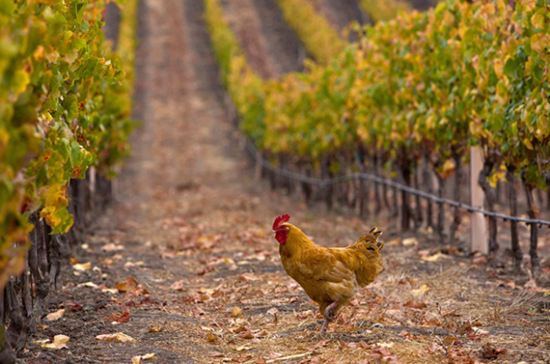 Chickens at Californian vineyards