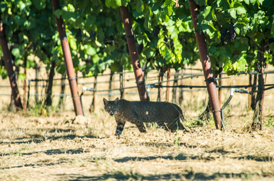 Image: bobcat at Navarro Vineyards