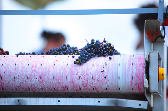 Image: Merlot grape being sorted at Pomerol Vieux Chateau Certan, credit: Clay M