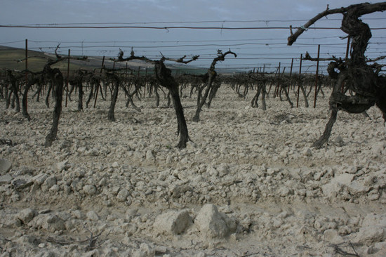 生长在Albariza土壤上的帕罗米诺葡萄 © Andrew Jefford