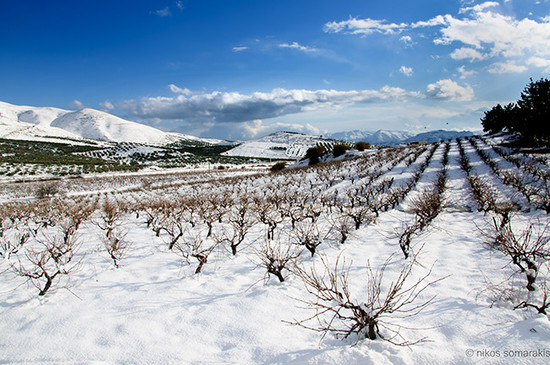Image: Vineyard in Crete, credit Nikos Somarakis