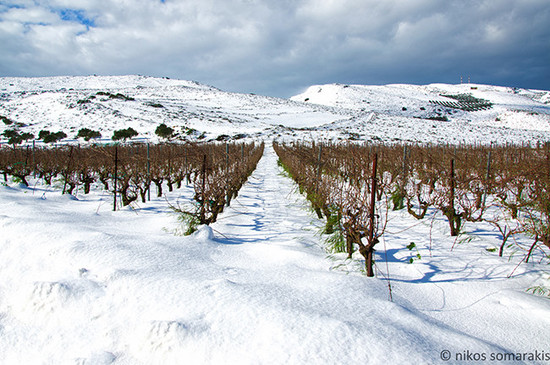 Image: Kaminia vineyards in Crete, credit Nikos Somarakis