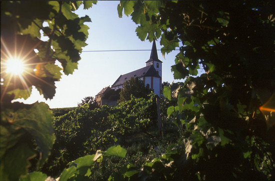 图片：德国莱茵高地区葡萄园，图片版权：Decanter
