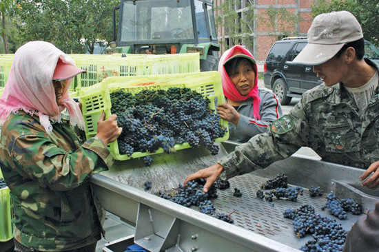 Image: Ningxia farmers sorting grapes. Credit: Li Demei