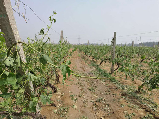 Image: Chinese vineyards hit by hailstorms, credit CUI Yanzhi