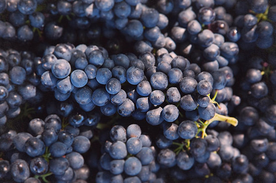 图片：西拉葡萄，Decanter版权图片
