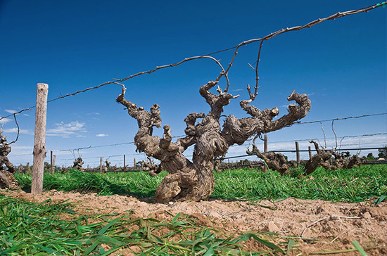 Image: Old vines from Barossa, credit: Glaetzer Evenezer