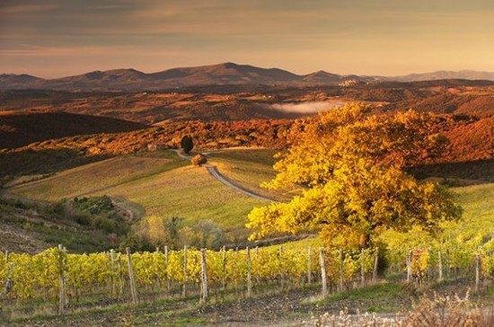 Image: Castiglion del Bosco, Capanna vineyard, Tuscany