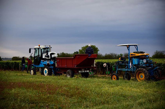 图片：哲维瑞-香贝丹的采收者赶在10月上旬的降雨来临前采收葡萄。图片拍摄：Gretchen Greer