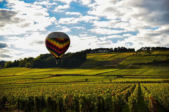 Image: A hot air balloon takes off over Pommard 1er cru Les Rugiens during a lull in harvesting. Credit: Gretchen Greer.