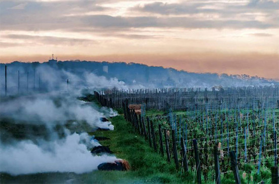 图片：2016年4月勃艮第霜冻后的清晨，酒农们在葡萄园点火，为嫩芽保暖。来源：Frederic Billet, fredericbillet1,Twitter