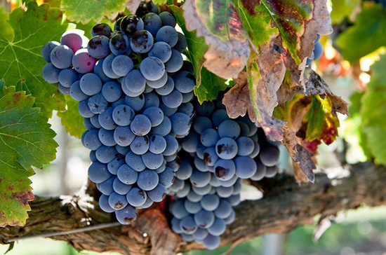 Image: Grenache grapes
