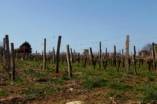 Image: Tertre Roteboeud vineyard (left two rows) compared to usual Bordeaux vineyard (right), credit Li Demei