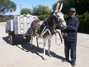 图片：河北沙城农民运送酿酒葡萄，图片版权：李德美