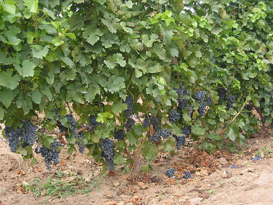 Image: Marselan grapes