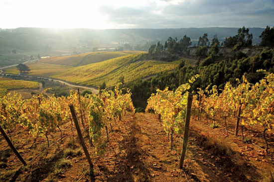 Image: Chilean vineyards