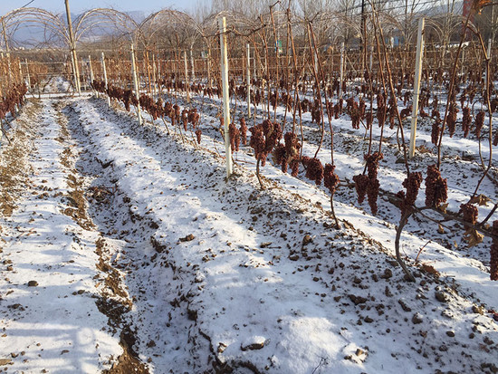 Image: Huanren ice wine region, Northeast China. Credit: Zhan Jicheng