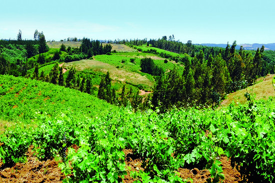 De Martino's Itala vineyard	Credit: Image courtesy of Wines of Chile