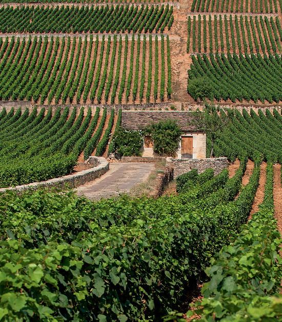 Typical of the Beaune, the Grèves vineyard runs in a band down the slope, which results in variations in style and quality from high to low