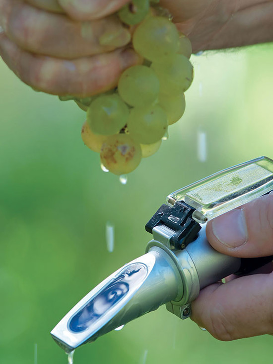 Above: a refractometer is used to measure the sugar content of grapes in the vineyard