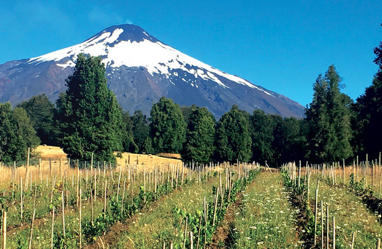图片：De Martino的Pucon葡萄园位于智利南部阿劳卡尼亚大区Villarrica火山的陡坡上，纬度40度。图片版权：Decanter杂志