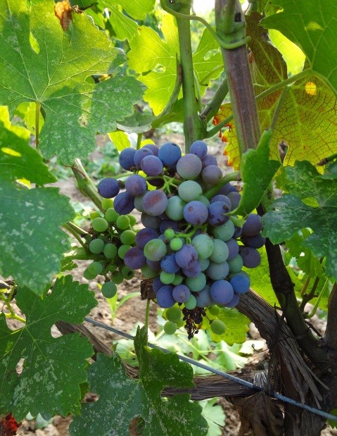 图片：转色期的马瑟兰葡萄，版权：怡园酒庄