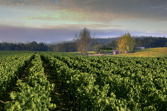 图片：Ramey酒庄。每一种葡萄都拥有最适合自己的葡萄园。