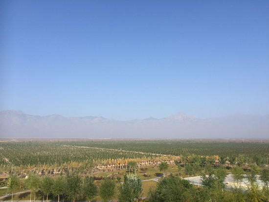 Chateau Mihope vineyards, some of the newest in Ningxia in 2017. Credit: Sylvia Wu