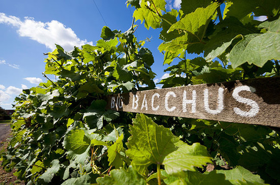 英国肯特郡（Kent），Chapel Down酒庄的巴克斯（Bacchus）葡萄藤。 © Stuart Black / Alamy
