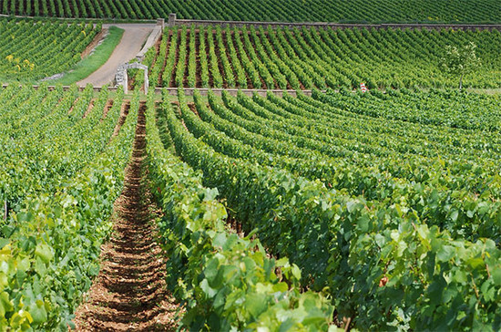 图片：位于勃艮第蒙哈榭的葡萄园。Bourguignons夫妇为勃艮第以及全球酿酒师提供土壤咨询服务。图片版权：Flickr / Jon Cave / Wikipedia