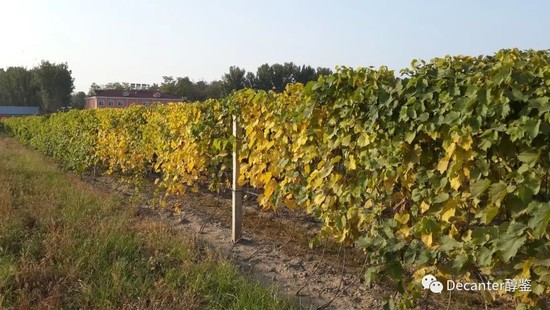 Image: Grape variety planted in Beijing that doesn't need to be buried in winter. Credit: Li Demei
