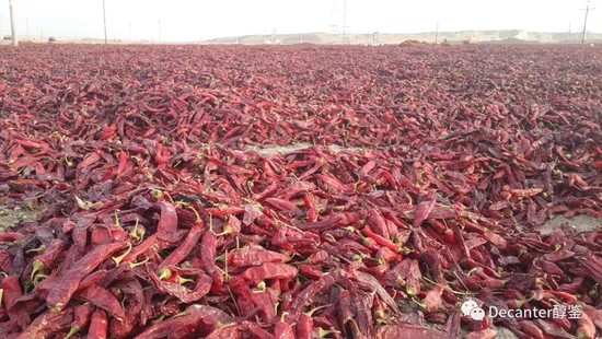 新疆南疆阳光充沛 ，也是盛产辣椒的地区，对劳动力的需求造成与葡萄酒产业竞争；图片版权：李德美