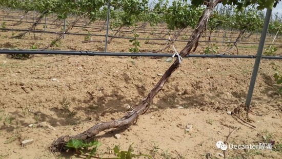 Image: The special pruning system that's beneficial for burying vines. Credit: LI Demei