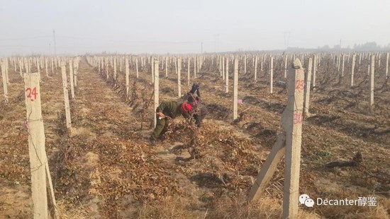 Image: Growers are hand-burying the vines. Increasingly the labour-intensive process is done by machines. Credit: LI Demei