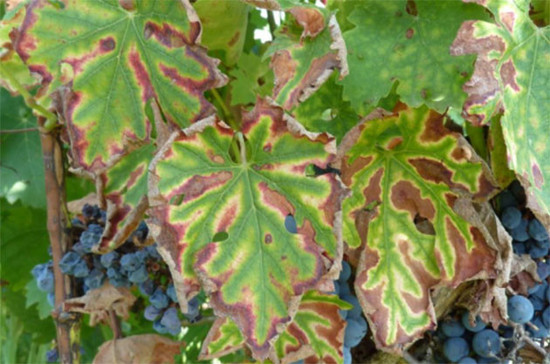 Concerns are growing over grapevine trunk diseases.	Credit: OIV, winetwork-data.eu