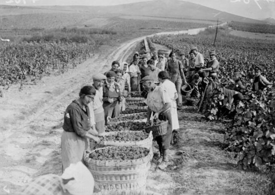 1941: Harvest in Champagne (Moet and Chandon) Getty