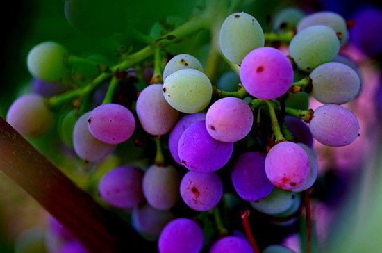 图片：一串红葡萄正在经历转色的过程。图片来源：塞浦路斯Ezousa酒庄