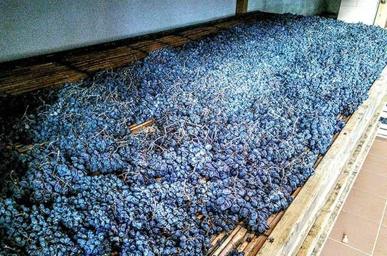 Novaia酒庄正在进行风干的葡萄。图片版权：Andrew Jefford