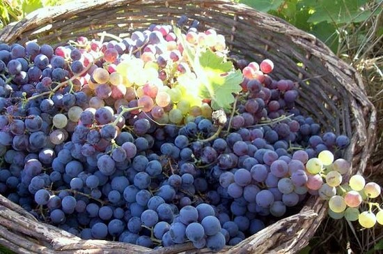 图片版权：Wines of Chile