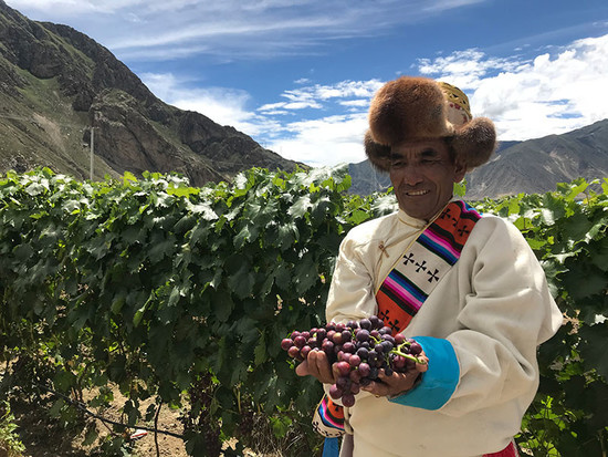 Grapes from the 'world's highest vineyard' in Tibet.