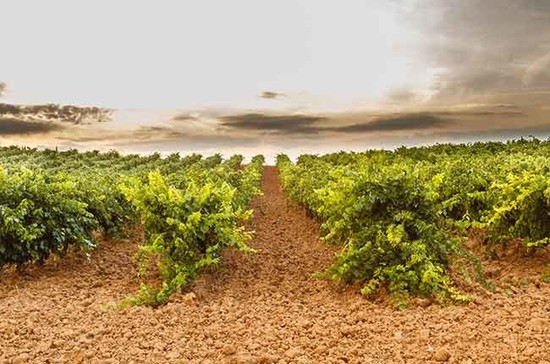 Vineyards in Bierzo Credit: Castilla y Léon