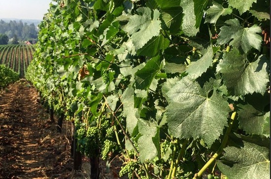 Sokol Blosser Winery vines in the 40 degree heat. Credit: Sokol Blosser Winery Twitter