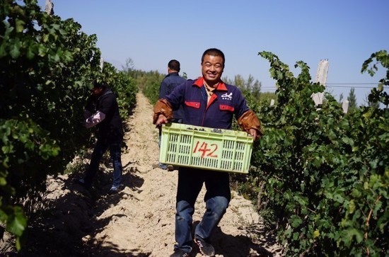 Red grape harvest at Kanaan Winery, Ningxia, China, Regional Trophy winner of 2015 DAWA. Credit: Kanaan Winery