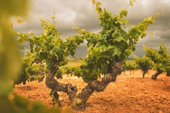 乌迭尔-雷格纳产区的葡萄栽培和酿酒历史至少要追溯到公元前七世纪