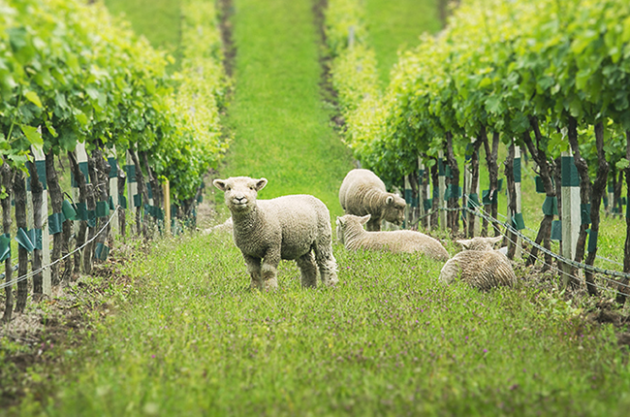 Gallery: vineyard animals – unlikely helpers